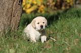 LABRADOR 308